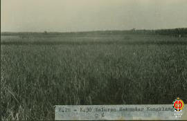 K.28-K.30. Saluran sekunder Kongklangan kondisi 0%. Tampak areal persawahan di sekitar lokasi yan...