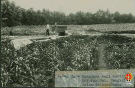 B. Ca. 3. Bangunan Bagi Akhir di saluran sekunder Cangkring dalam pelaksanaan tampak dari jauh.